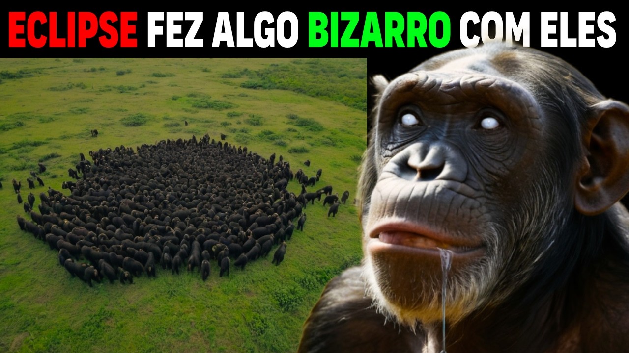 It was finally FILMED! Crazy animal behavior during solar eclipse