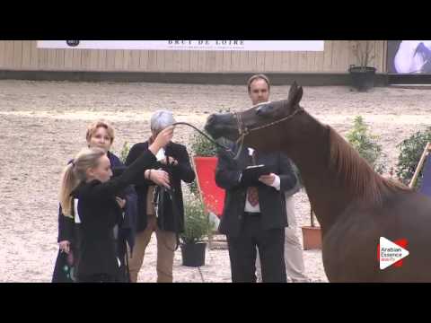 N.84 PRIMEVAL KOSSACK - DEAUVILLE 2015 - 3 year old colts (Class 8)