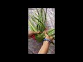DIY KONO - Make your own basket with Harakeke (NZ flax)