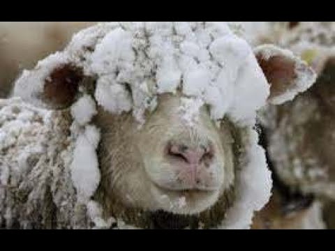 , title : 'Содержание Овец в зимний период, на даче/Keeping sheep in winter.in the country'