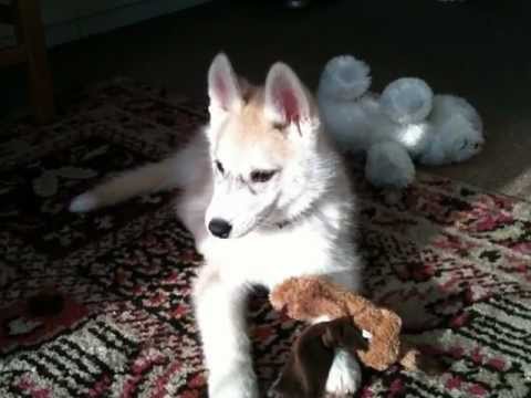 FALKO  " la Kanaille "  !!!