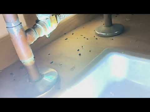 Mice Staying Under the Sink in Milltown, NJ