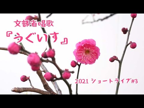 教養学科 『うぐいす』文部省唱歌＿2021ショートライブ#3