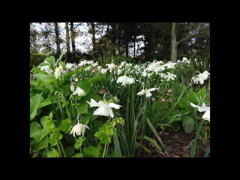 El Noi de la Mare - LLobet