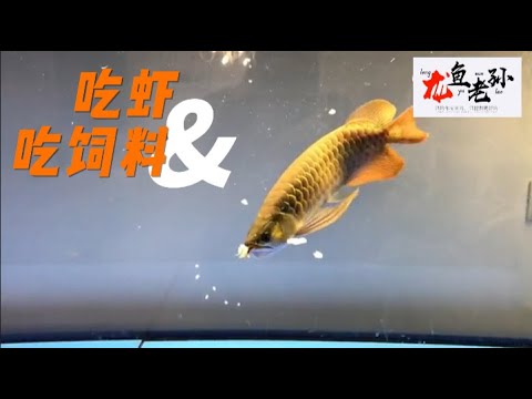龍魚飼料推薦