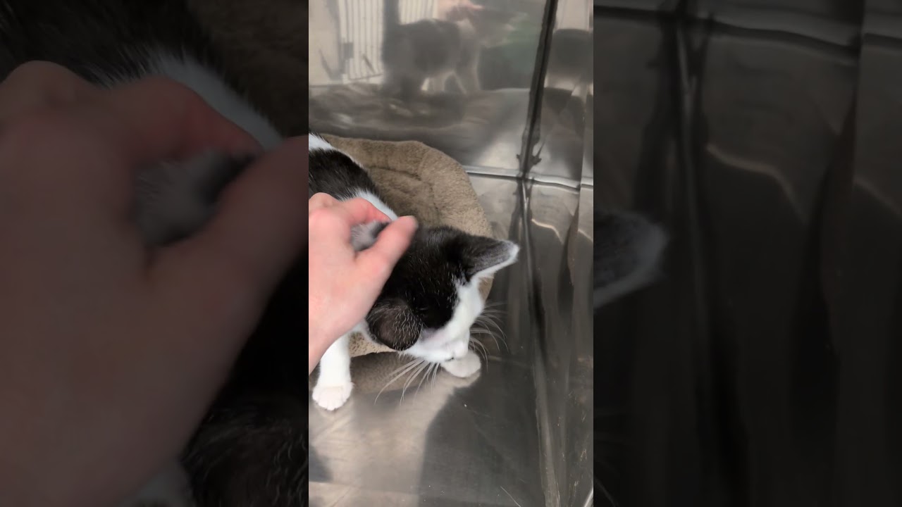 Enlarge Tommy, a Adoptable mixed breed in Mount Carmel, IL video 3/3