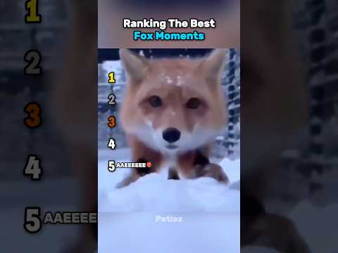 Do you think foxes are dangerous?🦊