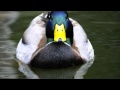 Megapuss - Duck People Duck Man 