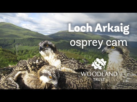 Arkaig osprey chicks all watch mum fly away from nest - Loch Arkaig Osprey Cam (2020)