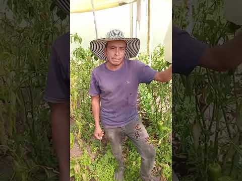 #Cooperativa  Agropecuaria El Tablón de Imués, Nariño, Colombia