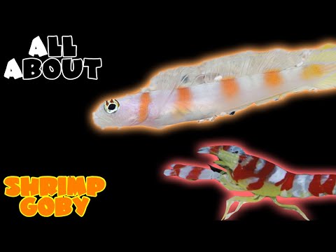 All About The Flagtail Shrimp Goby and The Randalls Pistol Shrimp or Red Banded Snapping Shrimp