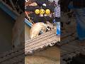 Cow Loading In Boat Gazi Agro Short Video Cow Bull Cowlover
