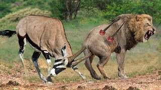 30 Crazy Moments LIONS Knocked Down By Gemsbok, Antelope Rescue His Teammate From Lions Hunting