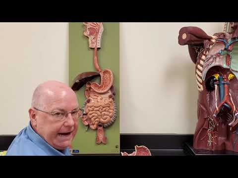 Professor Long 2402 Lab Digestive Tract Anatomy