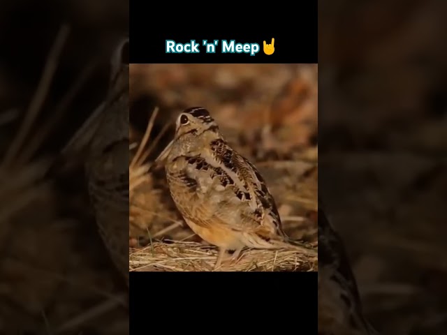 Vídeo relacionado con FUNNY CUP Taza No Soy Raro Aporto Diversidad. Taza para Heavy Metal, Rockeros, Rock. (Modelo 2)