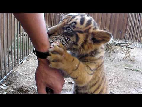 Cute Tiger Bites my Hand !