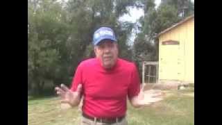 Peacocks Losing Feathers, Mr. Peacock And Friends