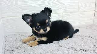 チワワ（ロング）の動画01