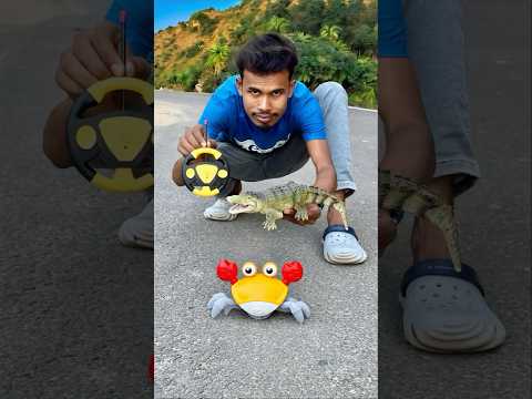 Amr 1 ta Crab and Remote wla Crocodile Deko