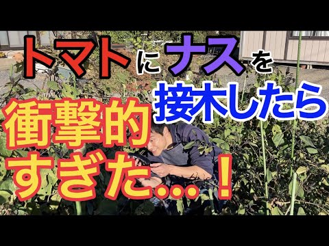 Solanum aethiopicum 'レッドフリル'