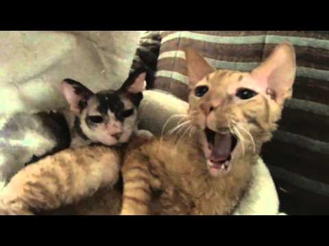 download lagu mp3 mp4 Cornish Rex Breeders Canada, download lagu Cornish Rex Breeders Canada gratis, unduh video klip Cornish Rex Breeders Canada