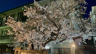 【桜のライトアップ】コロナで暗い世の中を少しでも明るくしたい