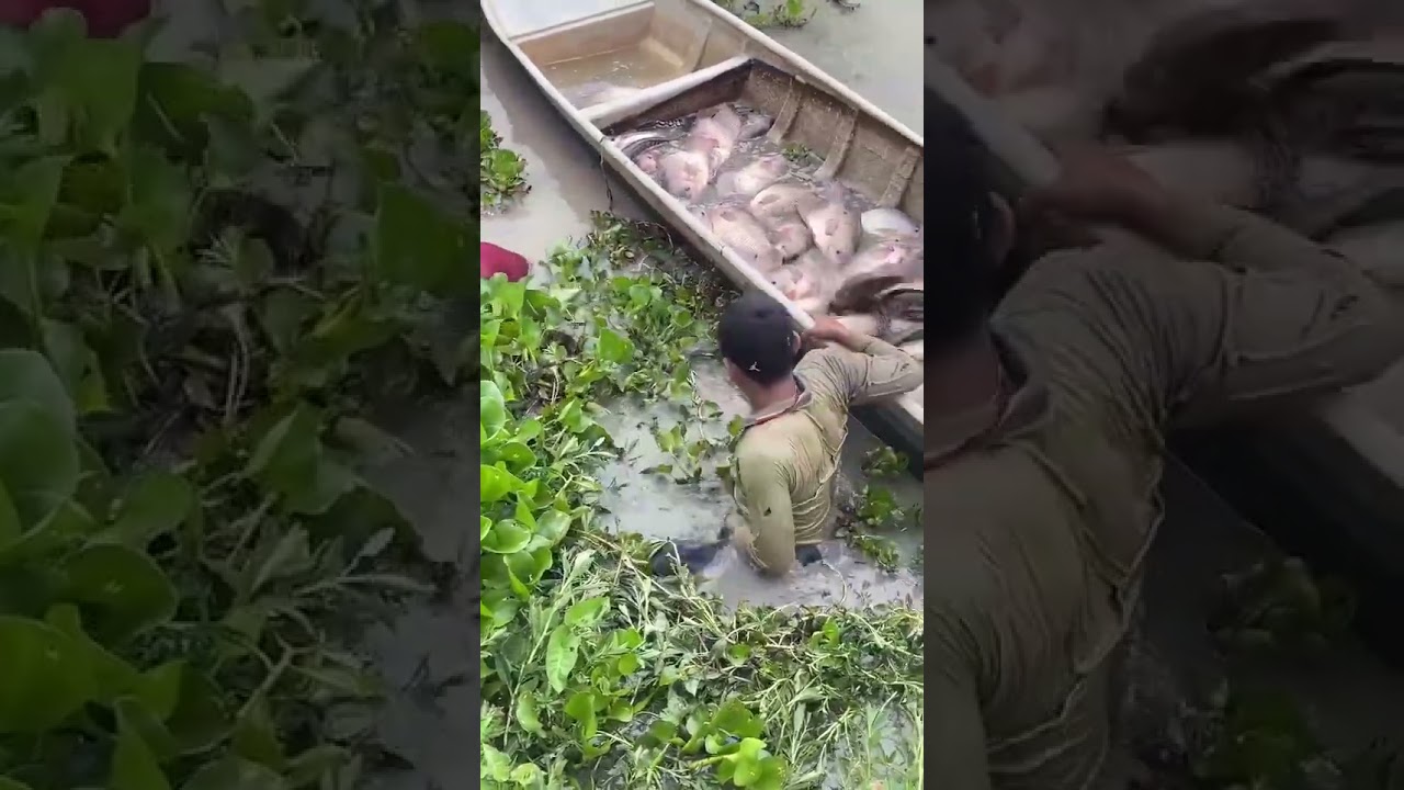 Mastering the Art of Hand Fishing: Catching River Fish with Bare Hands