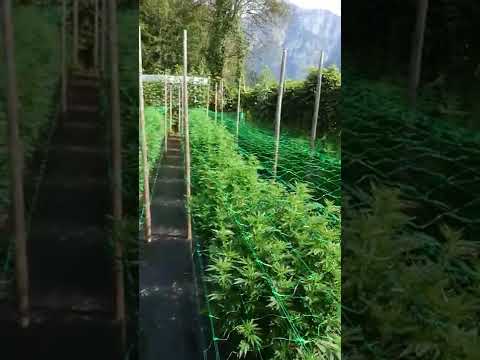 15. August 2022 neue Lage Stütznetze für #cbd #hanf @NaturgartenEuring