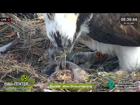 Urdaibai Águila pescadora en DIRECTO | 🐣🐣🥚- Witamy 2 maluszki !!!