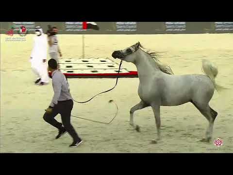 N.317 MURAD AL ZOBAIR - UAE National Championship 2020 - Stallions 7-9 Years Old (Class 11).mp4