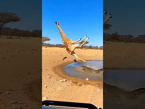 Animals funny video 🤣😂😅 #wildlife #animals #youtubeshorts #comedy #comedyvideo #comedyskits #funny