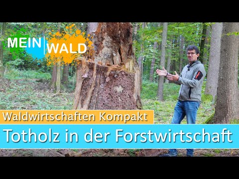 Was gibt es beim Totholz zu beachten?