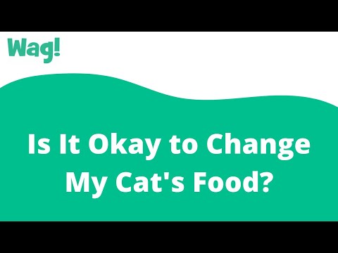 Is It Okay to Change My Cat's Food? | Wag!