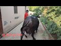 पवन दहिया का मूर्राह पशुधन गाँव हलालप�