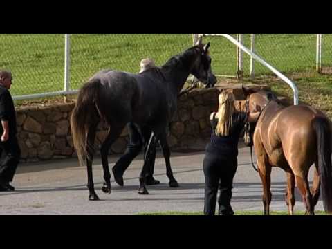 Belmont Park, 28/05/2016 - Race 5 - MY MAGIC MISS - Ross Price & Joseph Azzopardi