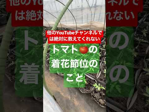 杭を使ってトマトを育てる：その理由と方法！  庭園