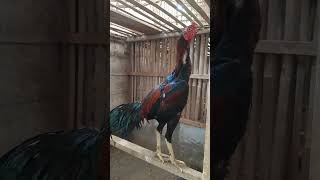 Download lagu Muda Belia #ayam #ayamberkualitas #shortvideo mp3 Download lagu Muda Belia #ayam #ayamberkualitas #shortvideo mp3