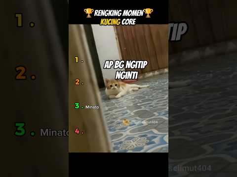 rengking momen kucing core #cat