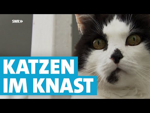 Besondere Kollegen: Kater arbeiten und wohnen in der JVA Frankenthal