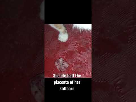 Mother cat ate half the placenta of her stillborn