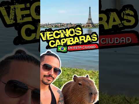 ¿Una ciudad llena de capibaras? Sí, en Brasil 🐹🇧🇷