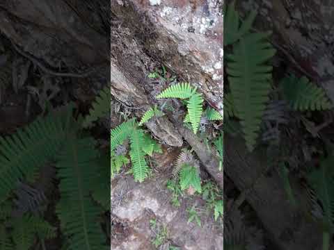 Cidade de Iporanga-SP, como a Natureza e Fabulosa