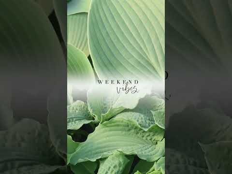 #hosta #Funkia #byliny wieloletnie #pojemnikowane sadzonki