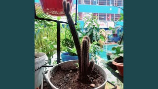 Download lagu Jejak Yang Tertinggal mp3