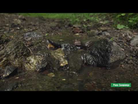 Reke i jezera ep. 39  02.09.2020. Reka Zlošnica