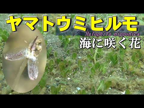 ヤマトウミヒルモ