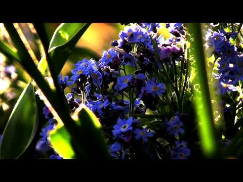 Capo Productions  Soothing And Relaxing Music   Delicate