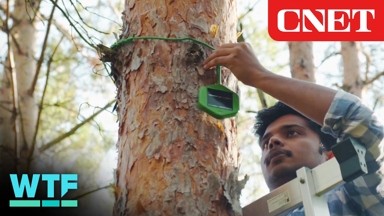 Wildfire Sensors Double as Forest Mesh Network for Ultra-Early Detection