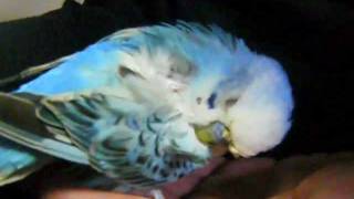新・手の上で居眠りするインコ　old budgie falling asleep on hand