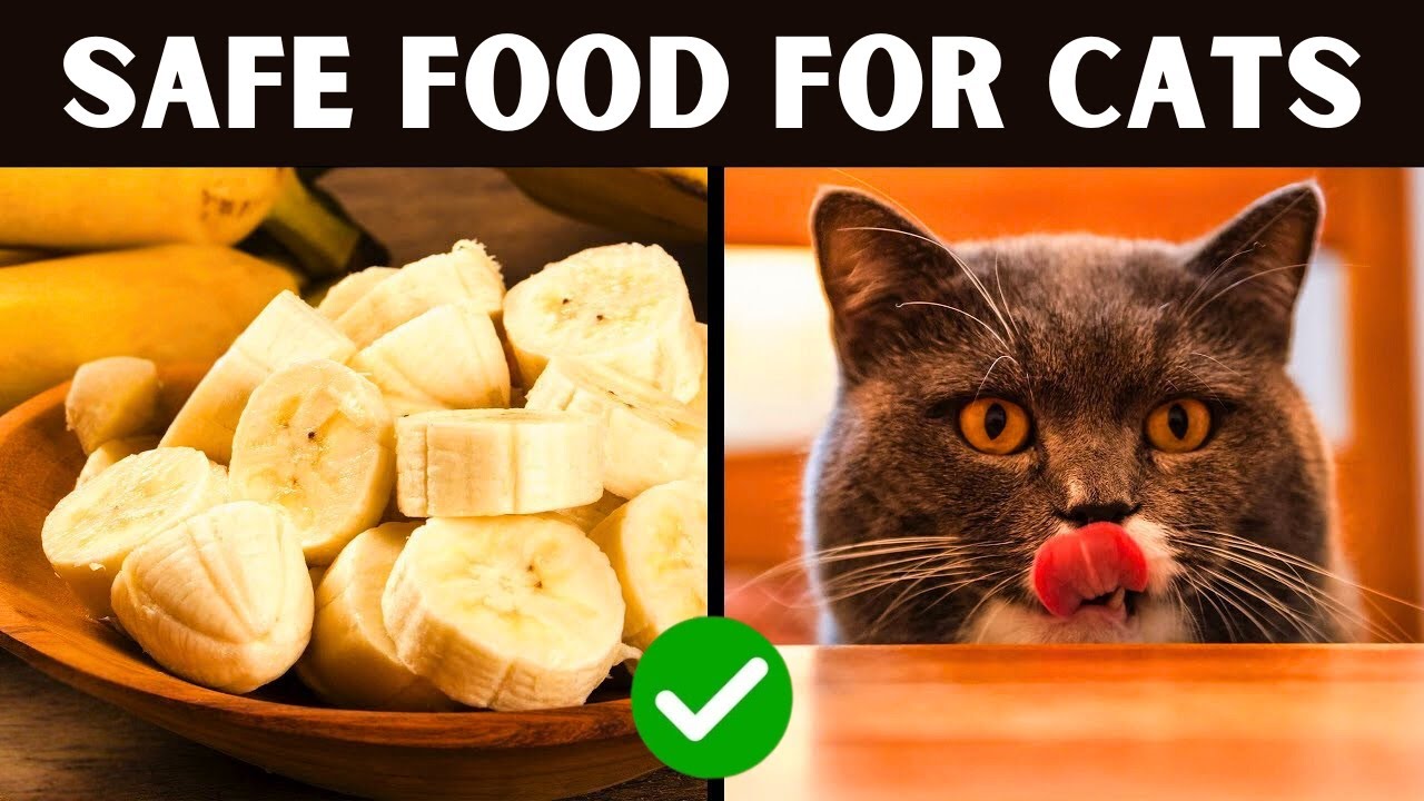 10 Human Foods Your CAT Can Eat